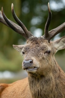 Red deer (Cervus elaphus) adult male stag animal portrait, Surrey, England, United Kingdom, Europe