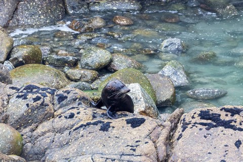 Pinnipeds (Pinnipedia), Colony, Cape Foulwind, New Zealand, Oceania
