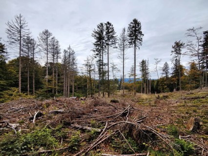 Cleared clearing in the Hunsrück-Hochwald National Park, Kempfeld, Hunsrück, Rhineland-Palatinate,