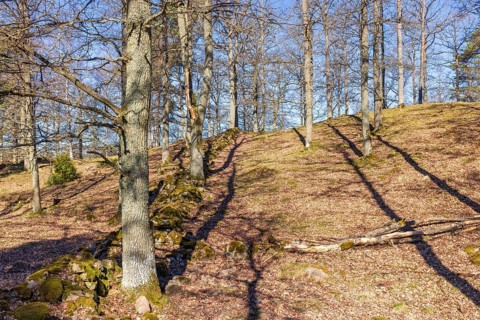 Deciduous forest hill with leafless trees a beautiful sunny spring day
