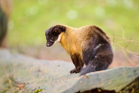 Yellow-throated marten (Martes flavigula) on an old tree trunk, Germany, Europe