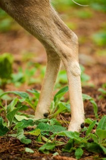 European fallow deer (Dama dama) stag, feet, detail, Bavaria, Germany, Europe