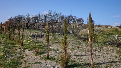 New plants sprout on a landscape of charred tree remains under a sunny sky, forest fires, summer
