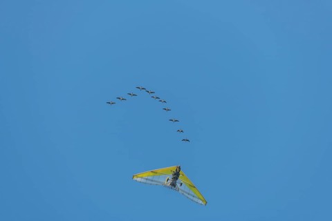 Microlight aircraft with birds, Canada goose (Branta canadensis) following a paramotor. Bas rhin