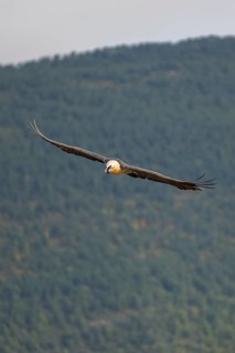 Bearded Vulture (Gypaetus barbatus) adult bird in flight with mountains in the backround, Pyrenees,