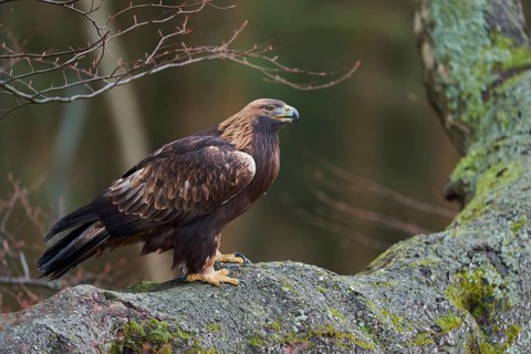 Golden eagle on a tree (Aquila chrysaetos) Bavaria, Germany, Europe