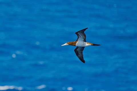 White-bellied booby in flight (Sula leucogaster) Caribbean