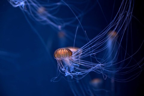 Japanese sea nettle (Chrysaora pacifica) in a tank of the Bang Saen Aquarium, Chonburi Province,