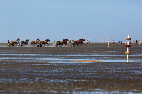 Horses with sulky, trotters, horse-drawn carriage, trotting race in the mudflats, Duhner Wattrennen