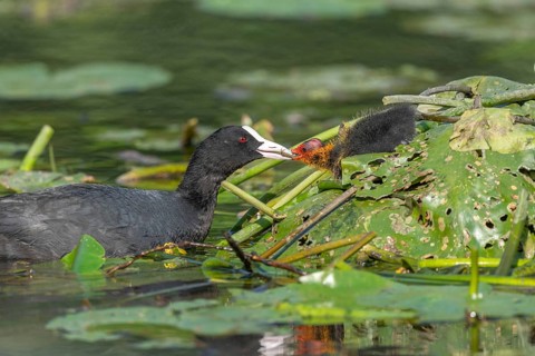 Eurasian burbot (Fulica atra) feeding its chicks. Bas Rhin, Alsace, France, Europe