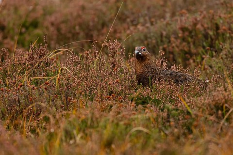 Red Grouse (Lagopus lagopus scotica) in the Highlands