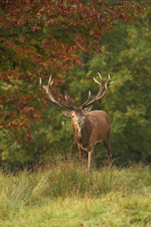 Red deer (Cervus elaphus) Red deer during the rut, Allgäu, Bavaria, Germany, Allgäu, Bavaria,