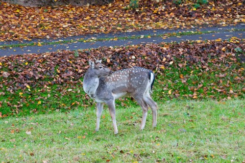 A deer stands in a green meadow, surrounded by fallen autumn leaves, Central Bohemia, Czech
