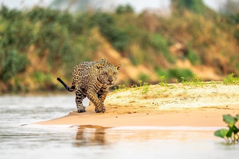 Jaguar (Panthera onca), walking on sand on the riverbank, North Pantanal, Barão de Melgaço,