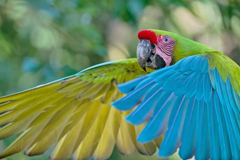 Great green macaw in flight (Ara ambiguus) Costa Rica