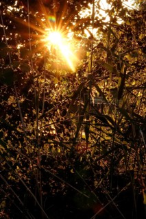 Upper Lusatian Heath and Pond Landscape, June, Saxony, Germany, Europe