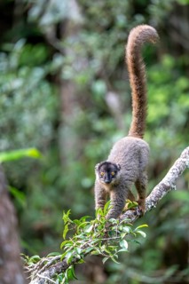 Common brown lemur (Eulemur fulvus), walking on branch, Andasibe, Alaotra-Mangoro, Madagascar,