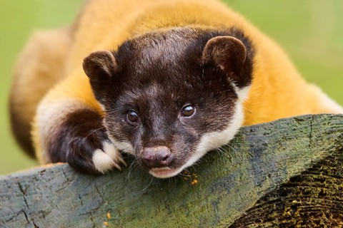 Yellow-throated marten (Martes flavigula) on an old tree trunk, Germany, Europe