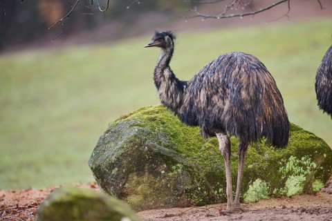Common ostrich (Struthio camelus) standing in the rain, Germany, Europe