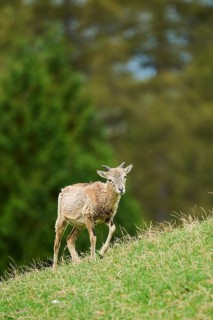 A young Mouflon (Ovis gmelini) standing on a hillside with green vegetation in the background,