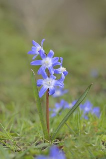 Lucile's glory-of-the-snow (Chionodoxa luciliae), flowering on forest floor, inflorescence,