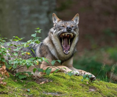 Wolf (Canis lupus) lying on a moss-covered rock and yawning, teeth visible captive, Bavarian Forest