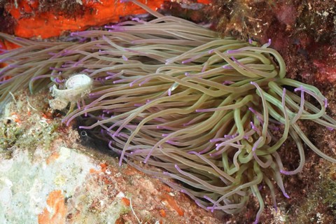Underwater image of a wax rose (Anemonia sulcata) with purple tips on the reef, dive site Cap de