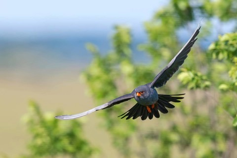 Red-footed Falcon, (Falco vespertinu), flight photo, falcon family, Tower Hide, Tiszaalpár,