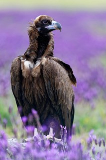 Young cinereous vulture (Aegypius monachus), portrait, Castilla y LeonSpain