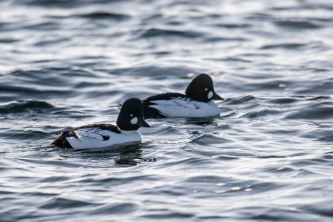 Goldeneyes (Bucephala clangula), Emsland, Lower Saxony, Germany, Europe