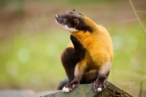 Yellow-throated marten (Martes flavigula) on an old tree trunk, Germany, Europe