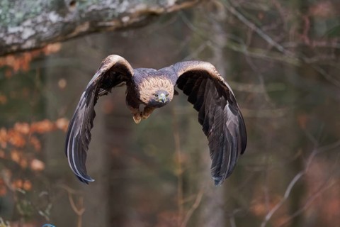 Golden eagle in flight (Aquila chrysaetos) Bavaria, Germany, Europe
