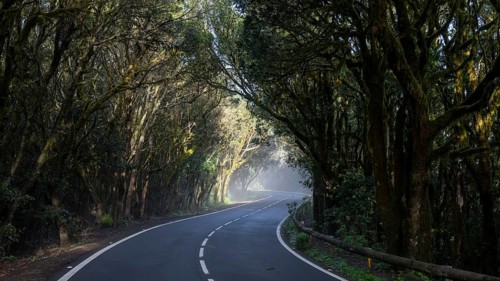 Sunbeams in the fog, road in the cloud forest, Garajonay National Park, La Gomera, Canary Islands,