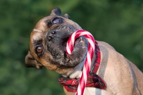 French Bulldog dog eating striped Christmas candy cane in front of blurry green background