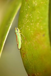 Rhododendron (Rhododendron) leafhopper (Graphocephala fennahi) sitting on leaf of a rhododendron,
