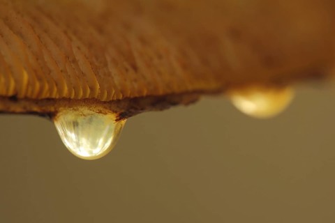 Guttation droplets on a golden furry mushroom (Pholiota aurivella), macro, detail, lamellae, water