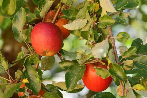 Ripe red apple hanging ready for harvest on tree, fruit tree, orchard, North Rhine-Westphalia,