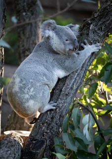 Koala (Phascolarctos cinereus), climbing on tree trunk, captive, Baden-Württemberg, Germany, Europe