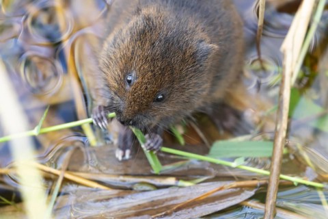 European water vole (Arvicola amphibius) adult animal feeding on a reed stem in a pond, Suffolk,