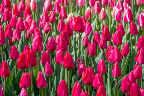 Bed with red tulips, Germany, Europe