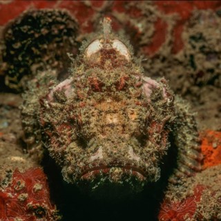 Tassled scorpionfish (Scorpaenopsis barbata) lies camouflaged in coral reef lurking for prey looks