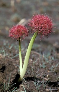 Blood lily (Scadoxus multiflorus) (Haemanthus multiflorus), Zimbabwe, Africa