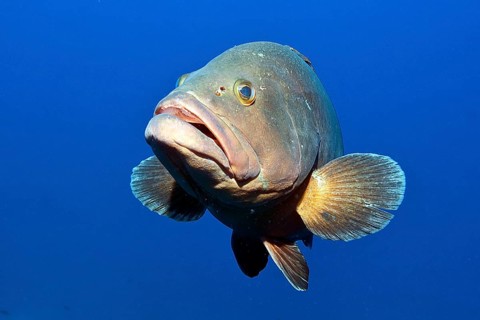 Dusky grouper (Epinephelus marginatus) spreads pectoral fins, Mediterranean Sea, Cabrera Marine
