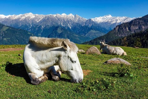 Horses grazing in Himalayas mountains. Himachal Pradesh, India, Asia