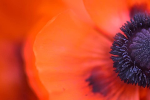 Oriental poppy (Papaver orientale), flower with stamens and pistil, double exposure,