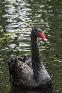 Black swan (Cygnus atratus) (Anas atrata) swimming in pond, large waterbird native to Australia