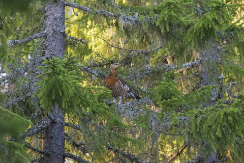 Western Capercaillie (Tetrao urogallus), Wood Grouse, Heather Cock hen perched in tree