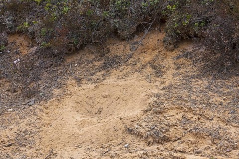 Depression in sand made by Western capercaillie (Tetrao urogallus) by taking a sandbath