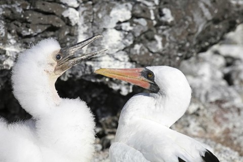 Nazca booby (Sula granti) with juvenile, Espanola island, Galápagos Islands, Ecuador, Latin