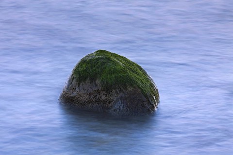Rock-weed, Seabeard (Cladophora rupestris) growing on rock in tidal waters, Germany, Europe